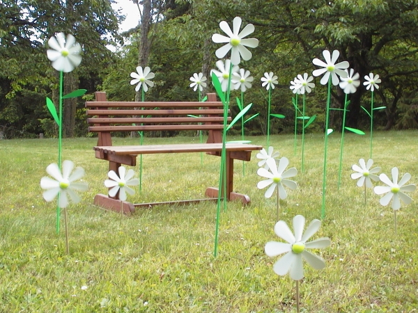 Field of Daisies